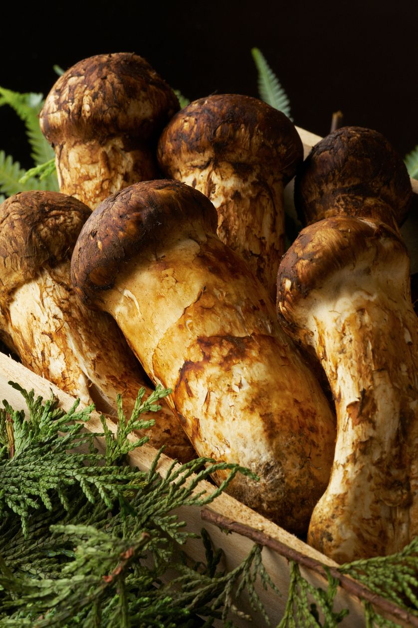 les champignons matsutake sur des branchages de pin