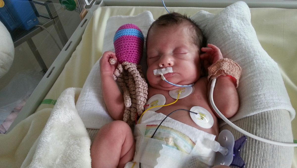 Yonne Des Pieuvres Pour Soulager Les Prematures