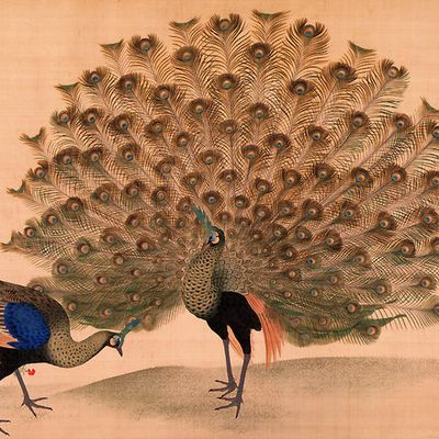 Deux paons (1781) - Flannery O'Connor aimait les oiseaux, et les paons en particulier, qu'on retrouvait dans la ferme familiale d'Andalusia.