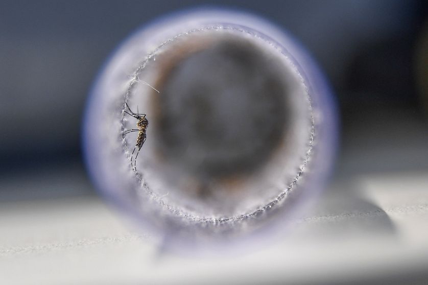 Un moustique Aedes Egyptis infectée par la wolbachia