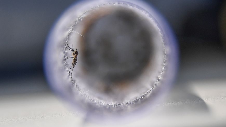 Un moustique Aedes Egyptis infectée par la wolbachia