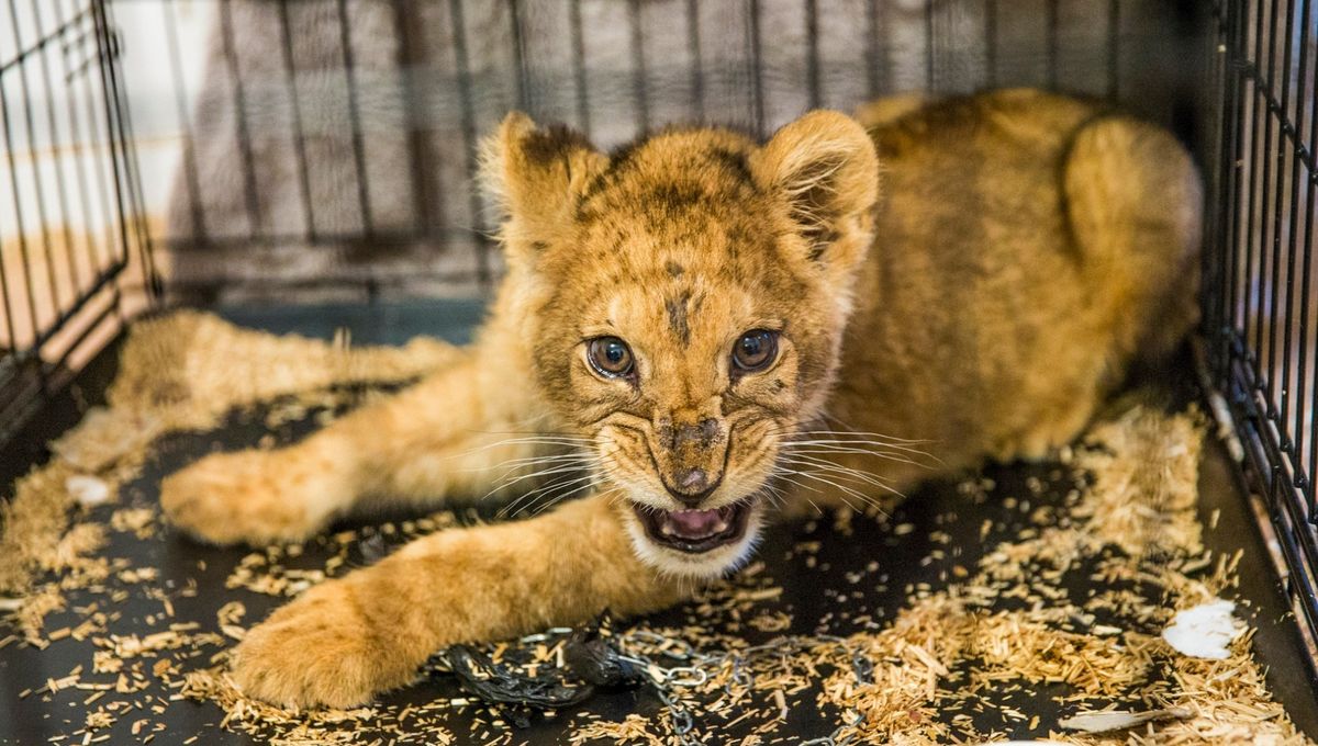 Un Lionceau Decouvert Dans Un Appartement En Seine Saint Denis