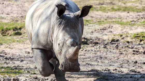 Vince au parc zoologique de Thoiry en mars 2016 ©AFP - Arthus Boutin / DOMAINE DE THOIRY / AFP