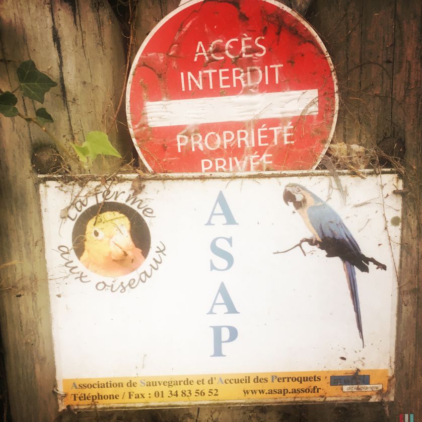 L’ASAP, Association de sauvegarde et d'accueil des perroquets