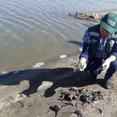 Un membre du personnel du Service forestier et de la faune péruvien montre une grenouille verte au bord de la rivière Coata, qui alimente le lac Titicaca menacé par la pollution. En 2015, des centaines de grenouilles ont été retrouvées mortes.