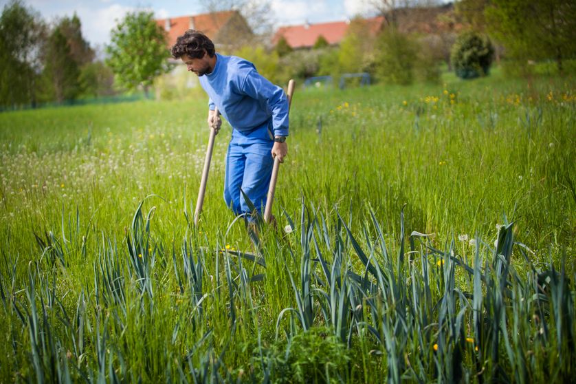 Rémi, un cultivateur biologique utilisant la technique de la permaculture en Haute-Savoie. Rémi choisit des poireaux.