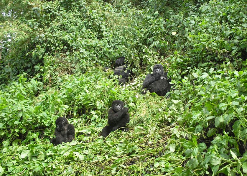 Famille de gorilles dans le Parc National des Volcans au Rwanda