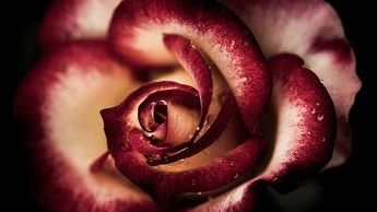 Rose aux couleurs de France Musique