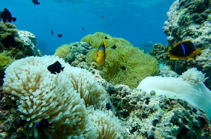 Poissons-clowns et anémones blanchies dans les récifs autour de l’île de Moorea (Polynésie)