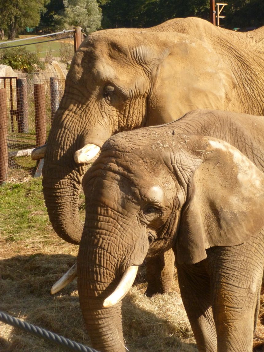 Elephant au parc zoologique de Thoiry