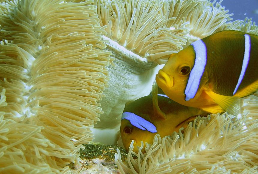 Vue rapprochée d’un poisson-clown dans les tentacules de son anémone hôte