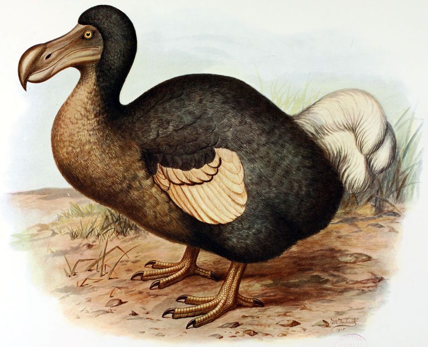 Le dodo animal emblématique de l'ile Maurice