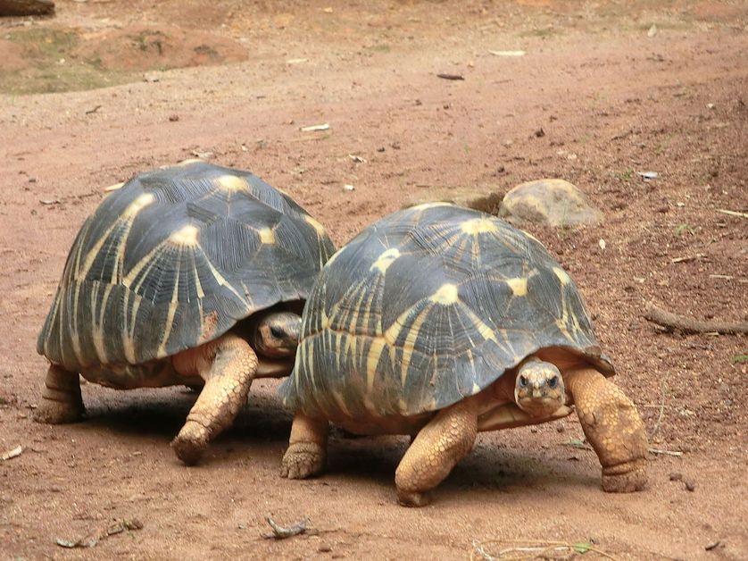 Un couple de Geochelone