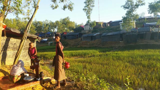 La camp de Kutupalong s'étend de plus en plus. Les nouveaux arrivant s'installent près des rizières.