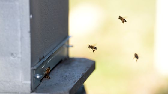 Les abeilles se raréfient dangereusement ©AFP - Yann COATSALIOU