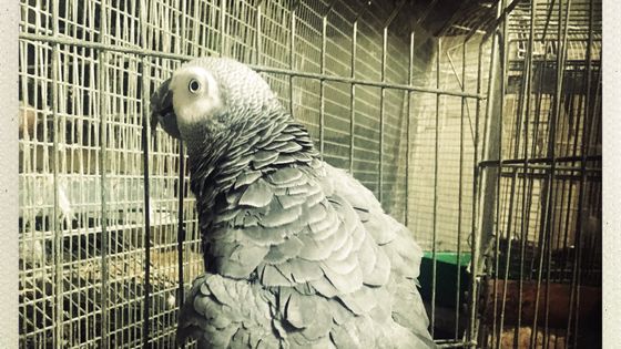 Le perroquet gris du Gabon ©Radio France - François Teste