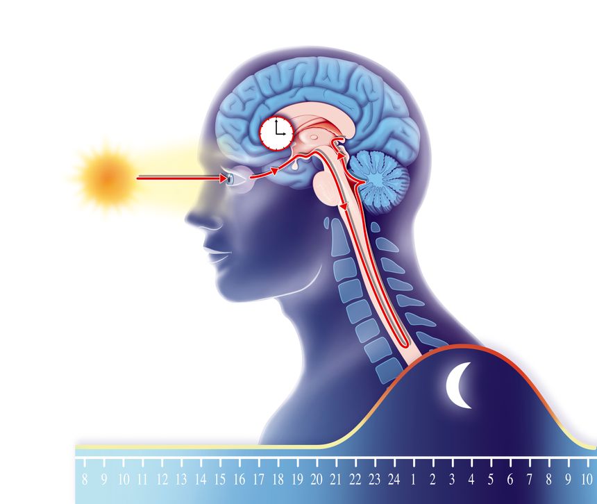 Illustration du rythme circadien