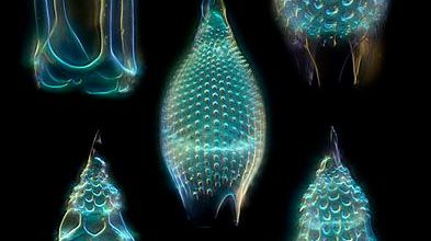 Plancton luminescent