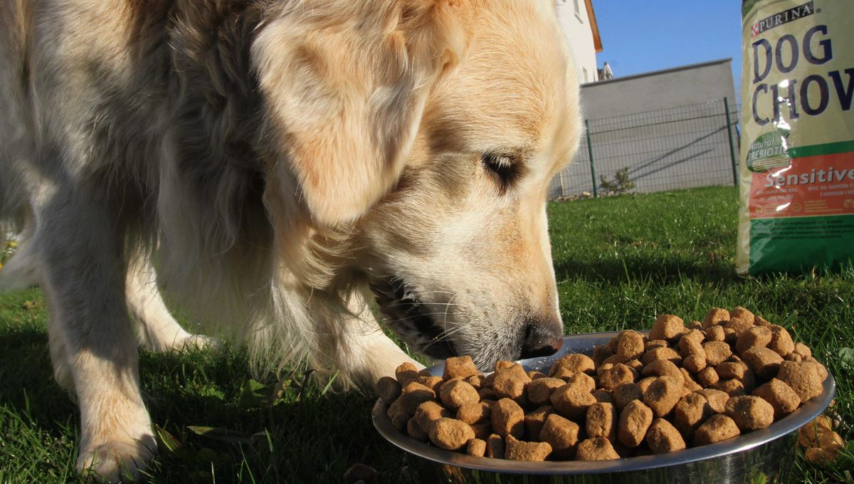 Quelle nourriture pour nos animaux de compagnie