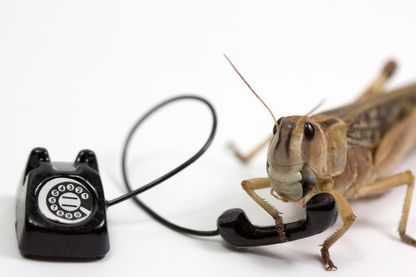 Les insectes qui se nichent dans nos maiosns dorment dans nos lits et mangent (la colle) de nos livres. Ils sont plus chez eux que nous ! Les insectes qui se nichent dans nos maiosns dorment dans nos lits et mangent (la colle) de nos livres. Ils sont plus chez eux que nous !