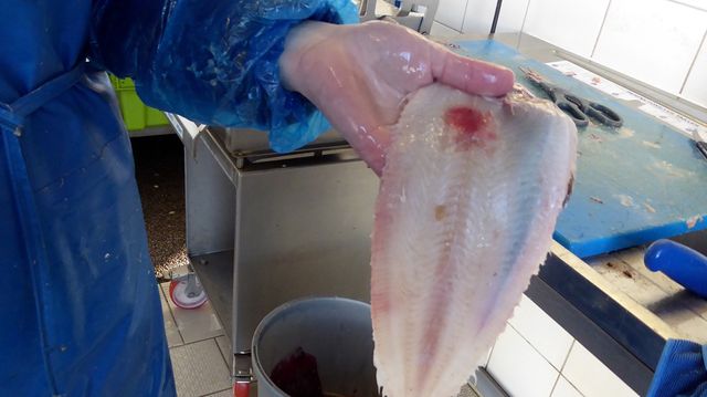 Un exemple de poisson abimé, qui présente des marques de brûlures qui pourraient provenir des électrodes des chalutiers néerlandais