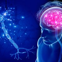 Illustration d'un cerveau et d'une cellule nerveuse.