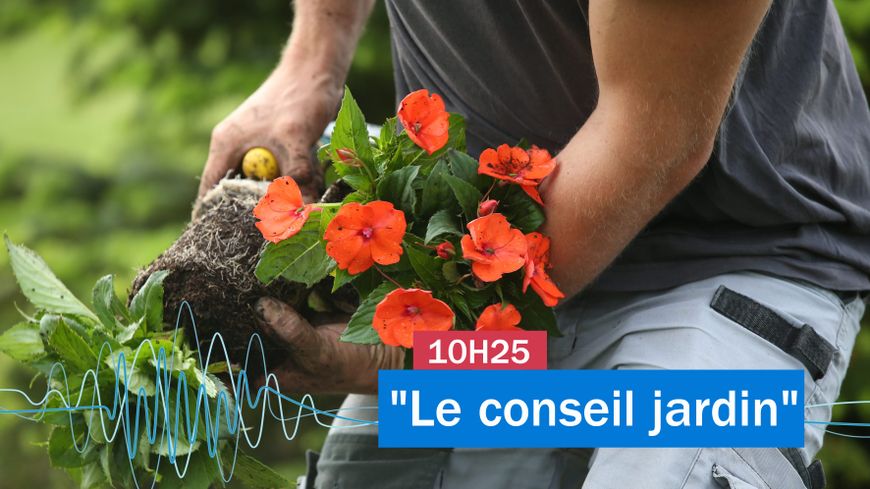 Le conseil jardin