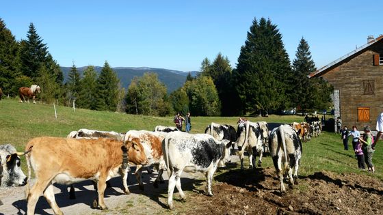 La quasi totalité d'un troupeau situé à proximité d'une usine a succombé entre 2014 et 2016 dans le Haut-Rhin ©AFP - BRINGARD Denis