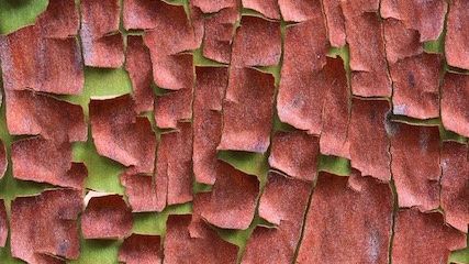 Ecorce Arbutus Andrachne - Cédric Pollet