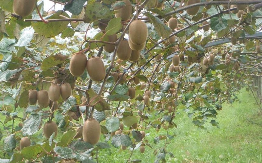 La cueillette de kiwis au verger à Sames