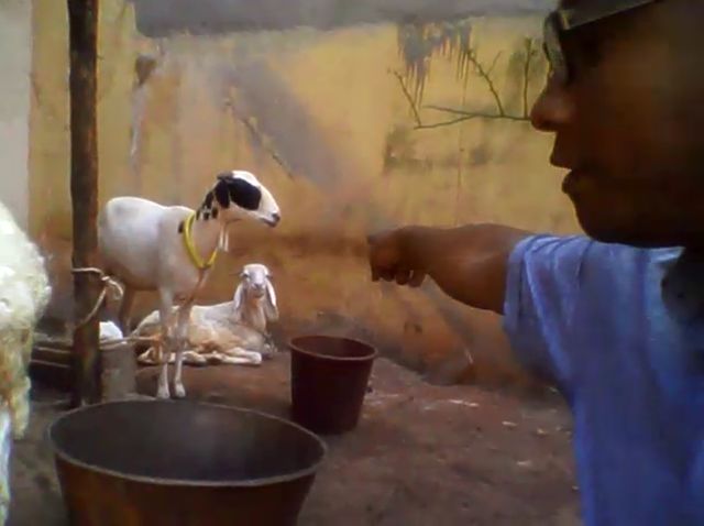Sidi Mohamed Dicko montre ses moutons dans son logement à Bamako