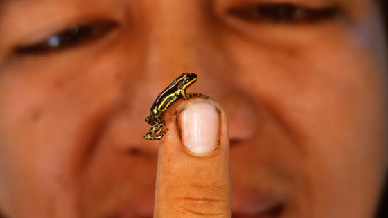 Le biologiste Carlos Gonzales avec une grenouille. ©AFP - FRANS LANTING / FRANS LANTING STOCK / MINT IMAGES