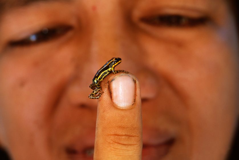 Le biologiste Carlos Gonzales avec une grenouille.