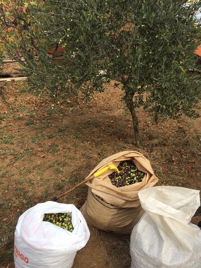 Cette année dans les récoltes des Mées, il faut deux oliviers pour obtenir avec leurs fruits un seul litre d’huile