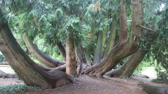 La Mayenne regorge d’arbres remarquables. ©Maxppp - Jean-Loïc Guérin/PHOTOPQR/OUEST FRANCE