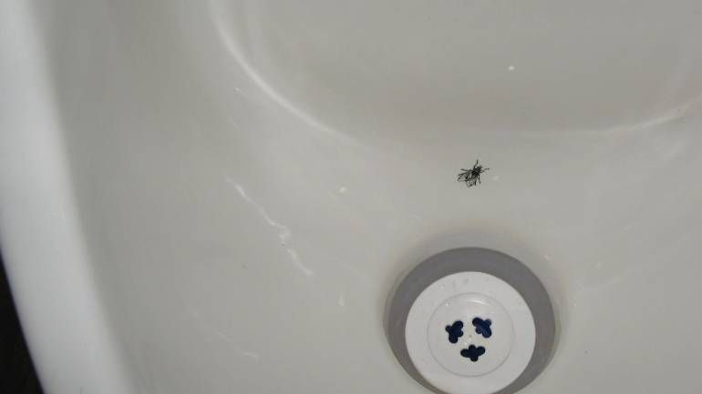 La mouche des urinoirs, source d'économies en frais d'entretien