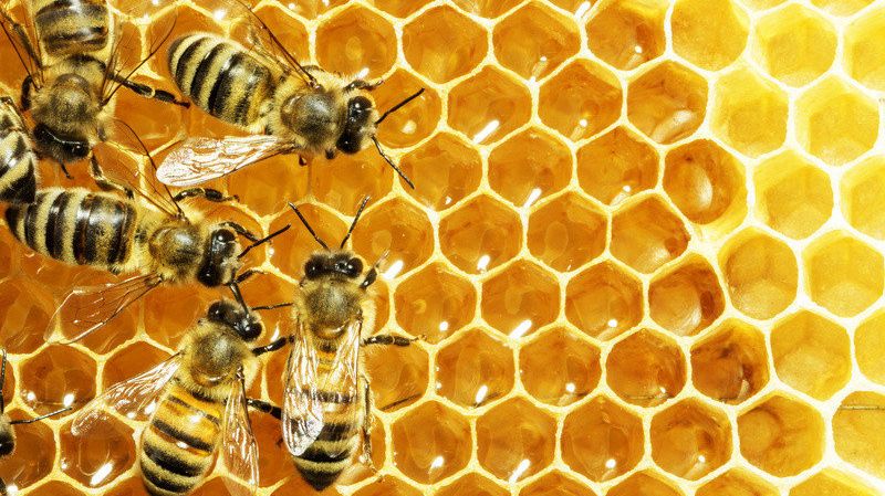 Quelles conséquences à la disparition des abeilles ?