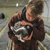 L' association L214 a récemment dénoncé les conditions des lapins d'élevage.