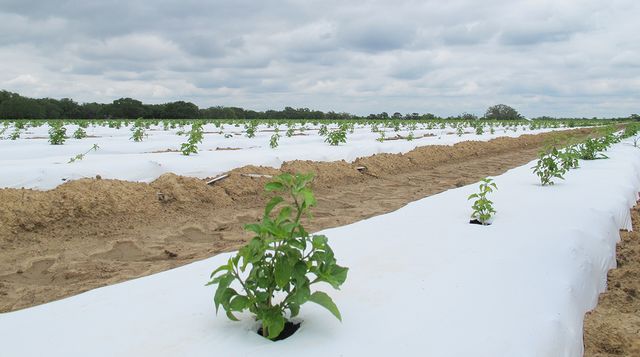Plantation de piments en Louisiane