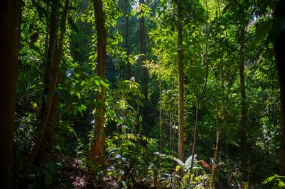 Forêt équatoriale Forêt équatoriale
