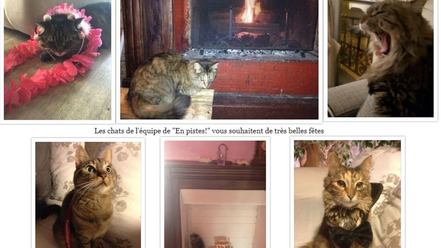 En pistes ! Les chats