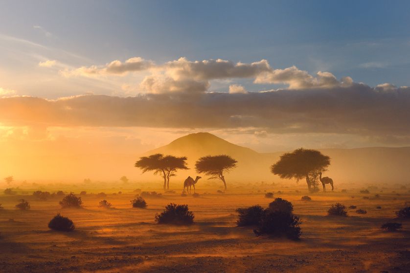 Parc à acacias dans lequel paraissent dromadaires, moutons et chèves. Province de Guelmim, Maroc.