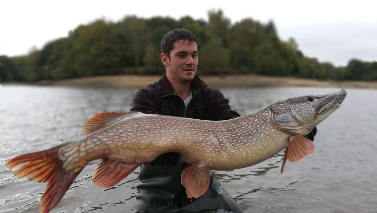 Le brochet, cuisiné par Alain Lecourtois