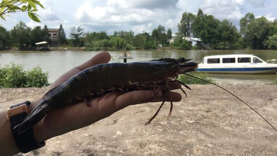 Penaeus monodon, alias Black Tiger ou crevette tigre asiatique, remplace peu à peu les plantations de riz dans le delta du Mékong. ©Radio France - Dominique André