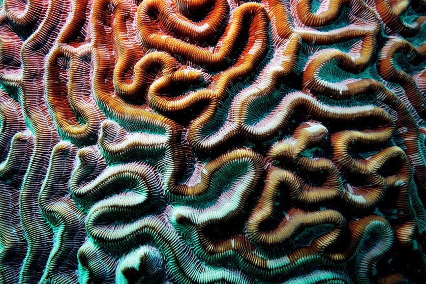Corail-cerveau