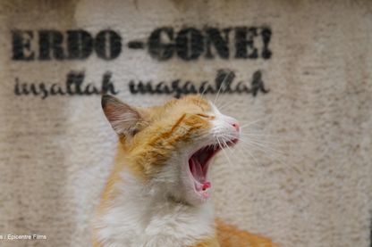 Le film "Kedi : Des chats et des hommes" est sorti le 27 décembre 2017 Le film "Kedi : Des chats et des hommes" est sorti le 27 décembre 2017