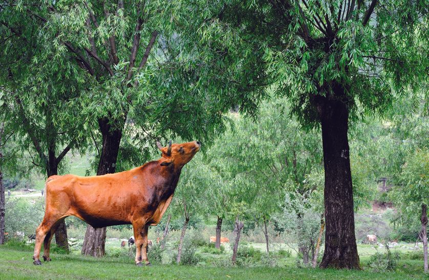 Trognes de saules au Bouthan : feuilles et branchages nourrissent les vaches.