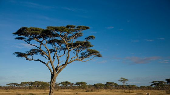 Des arbres dans le désert ©Getty - Ralph Lee Hopkins