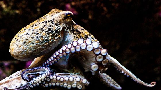 Une pieuvre de l'aquarium de Coruña - CC