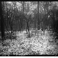 La neige et le froid à Paris : les biches au Bois de Boulogne sous la neige. Agence Meurisse - 1926